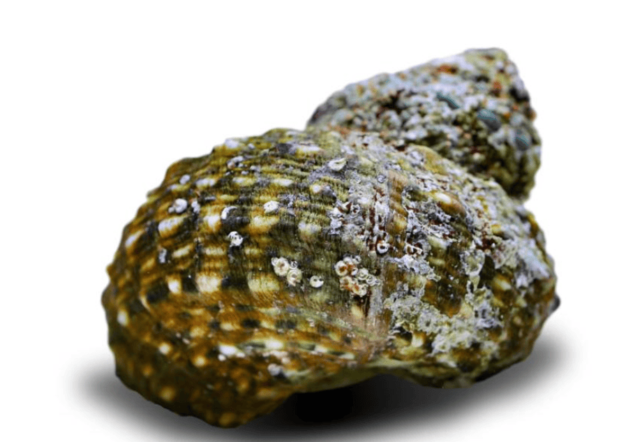 Turbo Snail